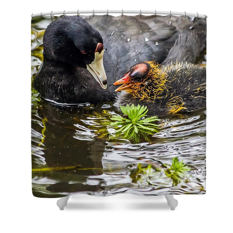 American Coot Shower Curtain featuring the photograph American Coot and chick by Kate Brown