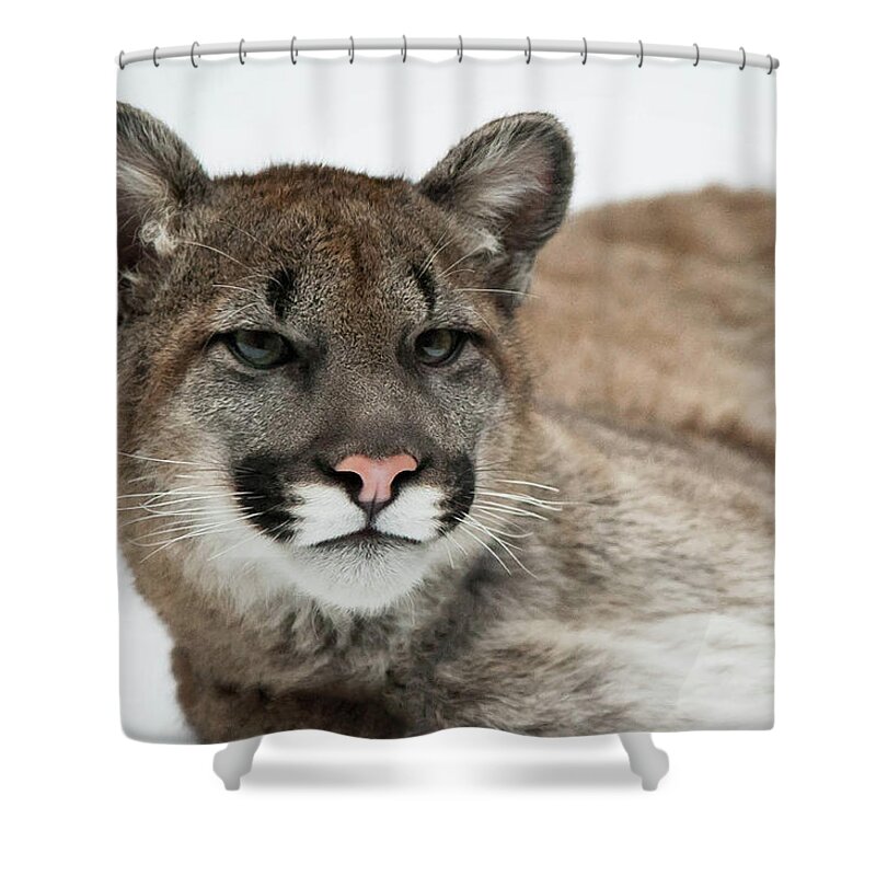 Animal Themes Shower Curtain featuring the photograph American Cougar by © Justin Lo