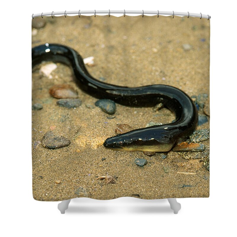 American Eel Shower Curtain featuring the photograph American Eel by Andrew J. Martinez