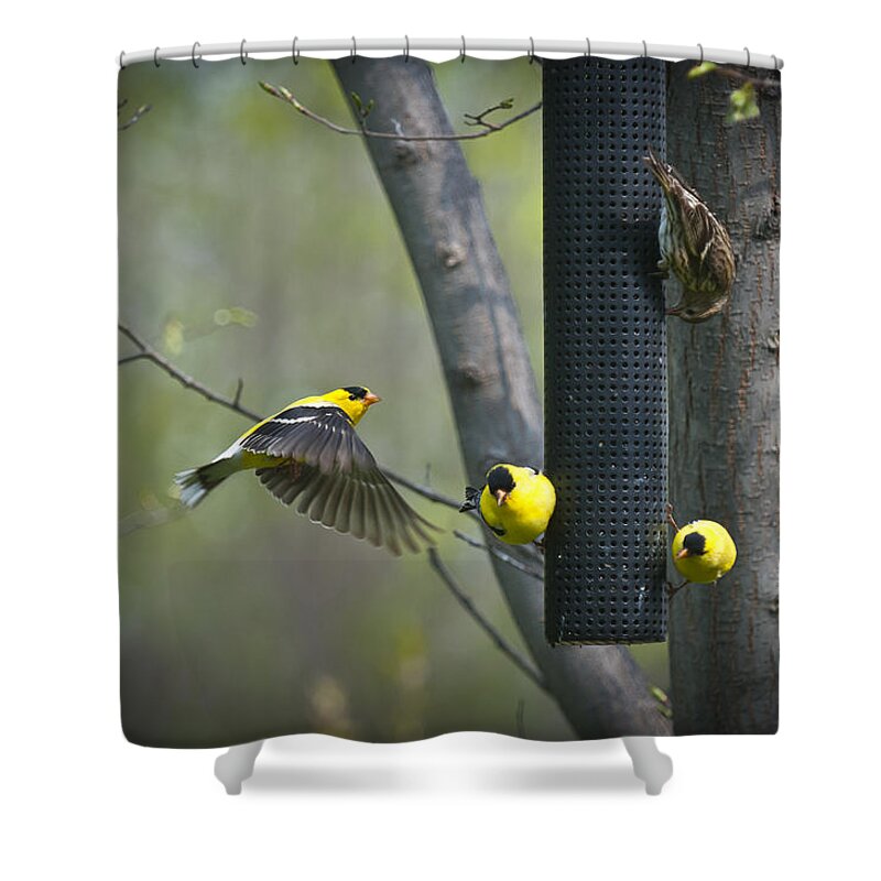 American Shower Curtain featuring the photograph American Goldfinch by Bill Cubitt