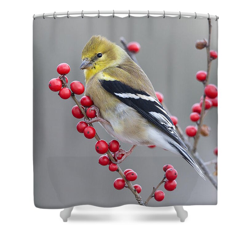 Scott Leslie Shower Curtain featuring the photograph American Goldfinch In Winter by Scott Leslie