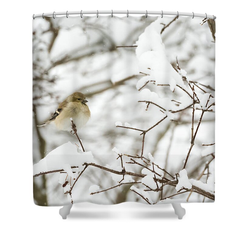 Jan Holden Shower Curtain featuring the photograph American Goldfinch by Holden The Moment