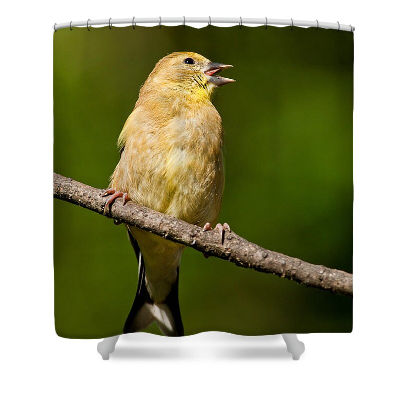 American Goldfinch Shower Curtain featuring the photograph American Goldfinch Singing by Jeff Goulden