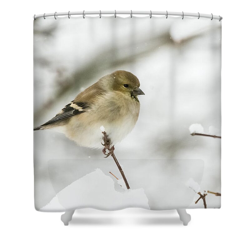 Jan Holden Shower Curtain featuring the photograph American Goldfinch Up Close by Holden The Moment
