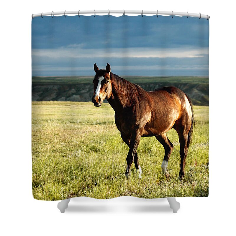 Horse Shower Curtain featuring the photograph American Quarter Horse by Todd Klassy