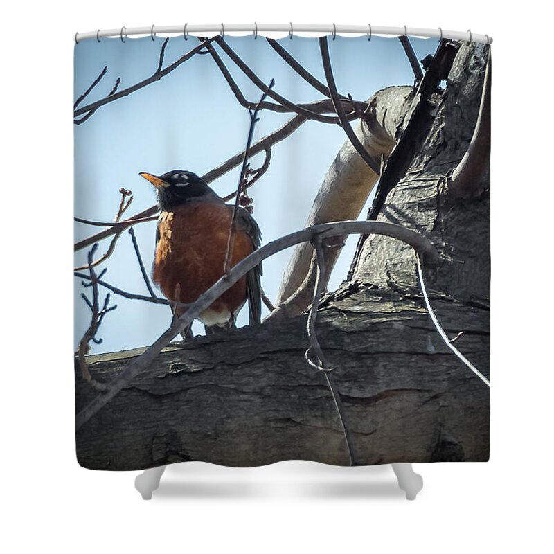 Robin Shower Curtain featuring the photograph American Robin by Holden The Moment