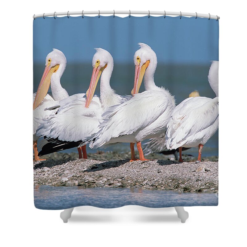 00342820 Shower Curtain featuring the photograph Four American White Pelicans by Yva Momatiuk and John Eastcott