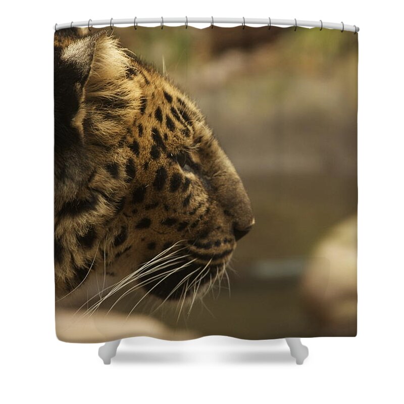 Africa Shower Curtain featuring the photograph Amur Leopard by Laddie Halupa
