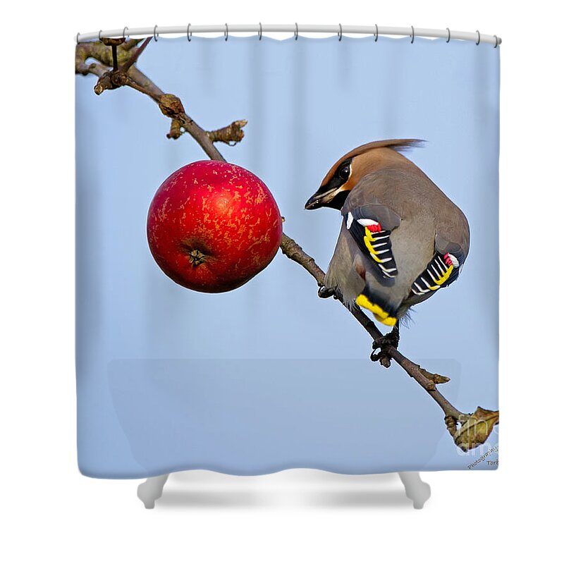 Waxwing Shower Curtain featuring the photograph An apple a day... by Torbjorn Swenelius