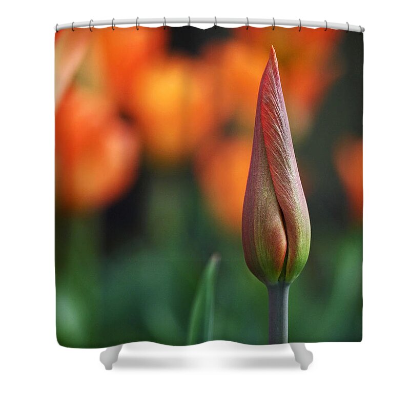 Tulip Shower Curtain featuring the photograph An Elegant Beginning by Rona Black