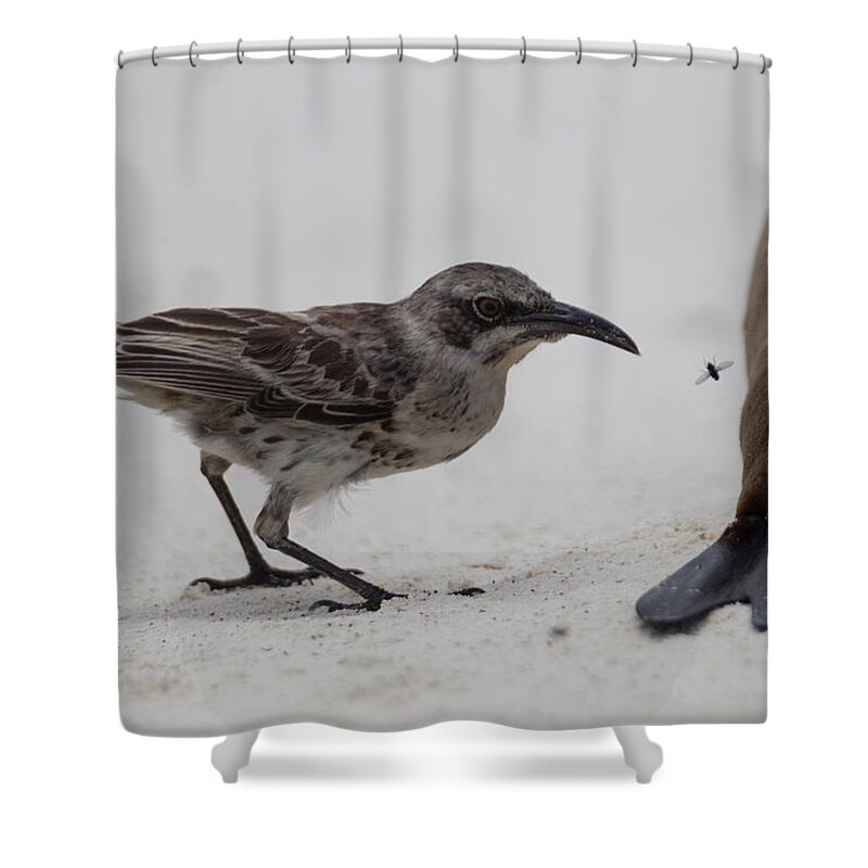 Galapagos Islands Shower Curtain featuring the photograph An Espanola Mockingbird Is Pushed Away by Peter Essick