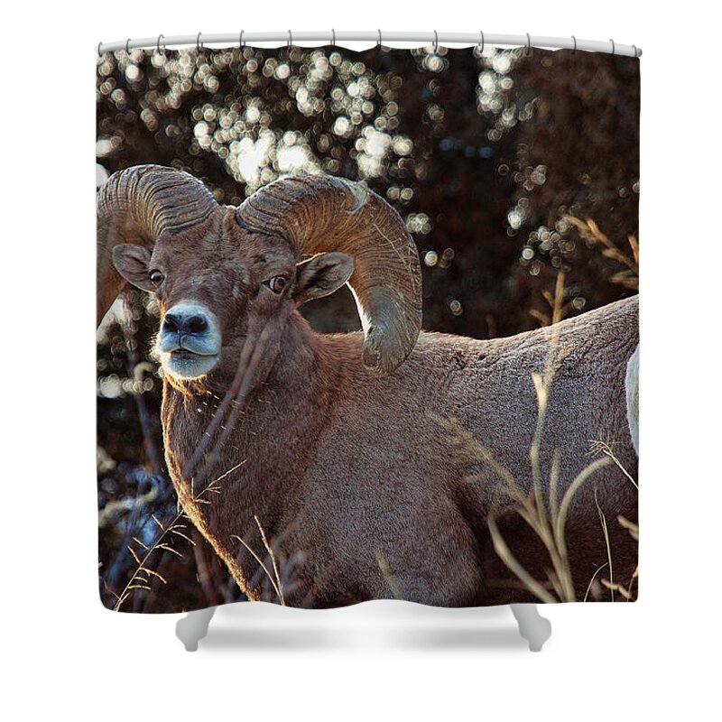 Bighorn Sheep Shower Curtain featuring the photograph An Icy Stare by Jim Garrison