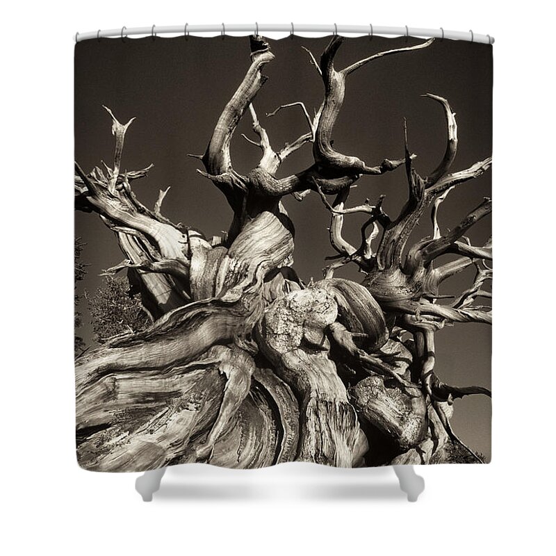 American Shower Curtain featuring the photograph Ancient Bristlecone Pine in Black and White by Dave Welling