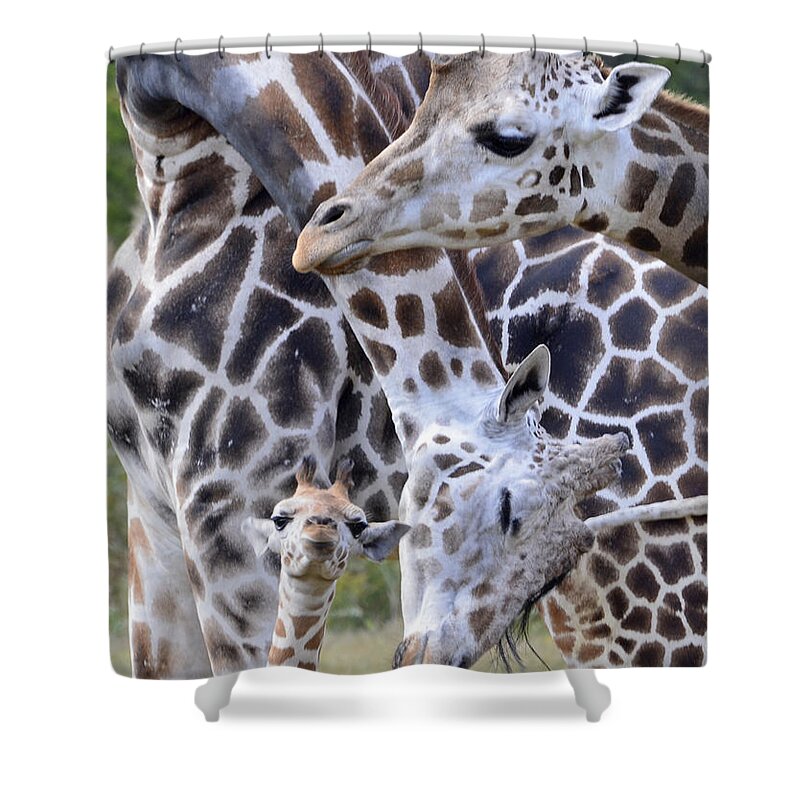 Giraffe Shower Curtain featuring the photograph And Baby Makes Three by Lori Tambakis
