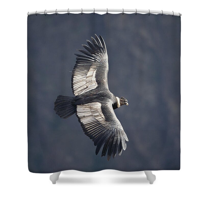 Feb0514 Shower Curtain featuring the photograph Andean Condor Riding Thermal Updraft by Tui De Roy