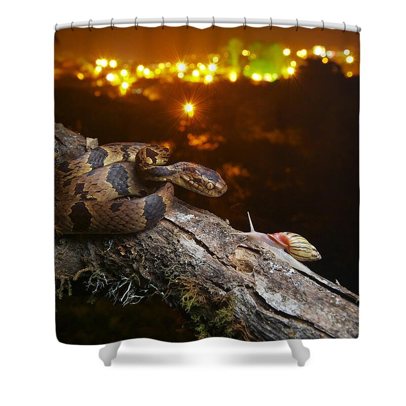 James Christensen Shower Curtain featuring the photograph Andean Snail-eater Female And Land by James Christensen