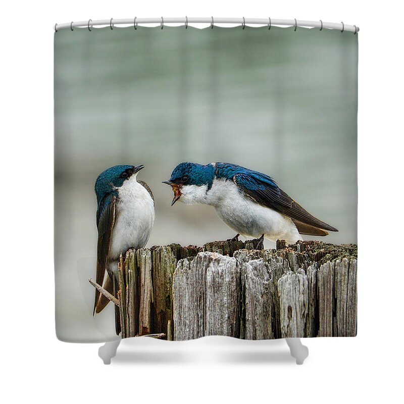 Angry Shower Curtain featuring the photograph Angry Swallow by Jai Johnson