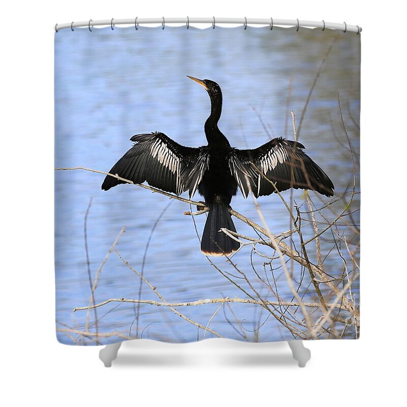 Anhinga Shower Curtain featuring the photograph Anhinga over Blue Water by Carol Groenen