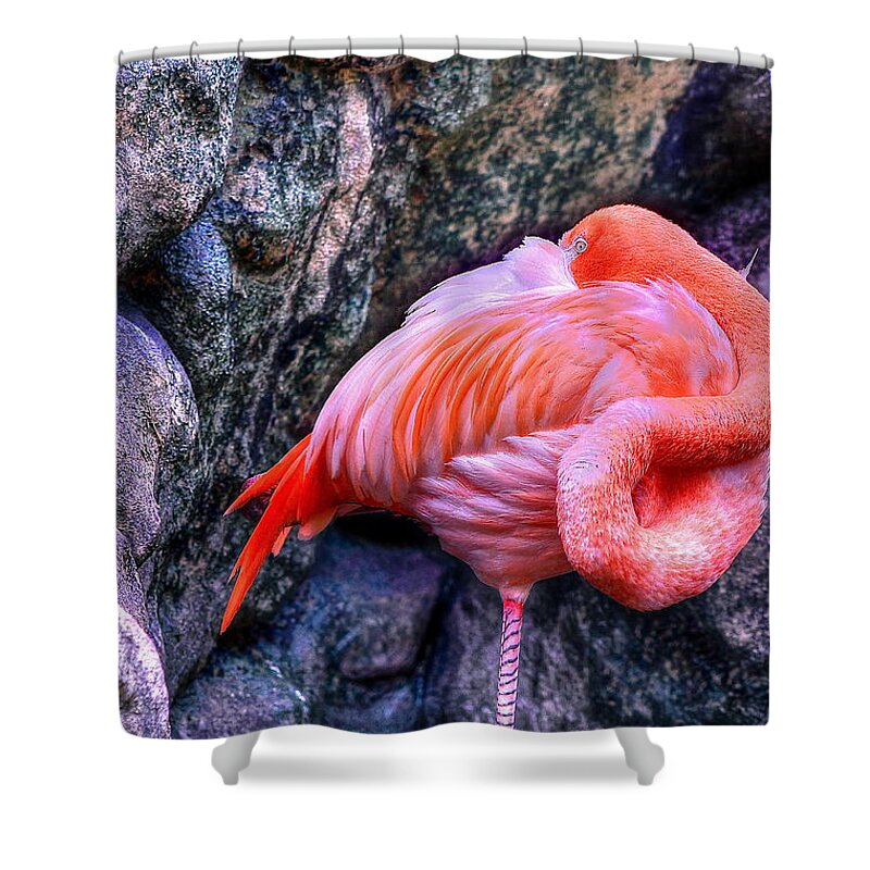 Orange Shower Curtain featuring the photograph Animal 1 by Albert Fadel