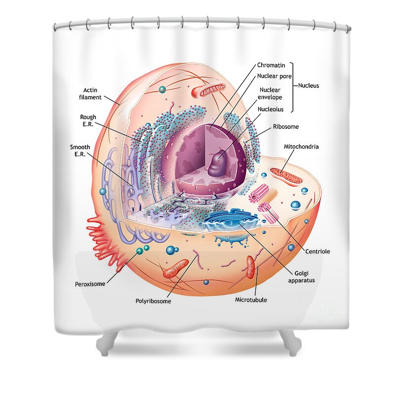 Cell Shower Curtain featuring the photograph Animal Cell Illustration Labeled by Carlyn Iverson