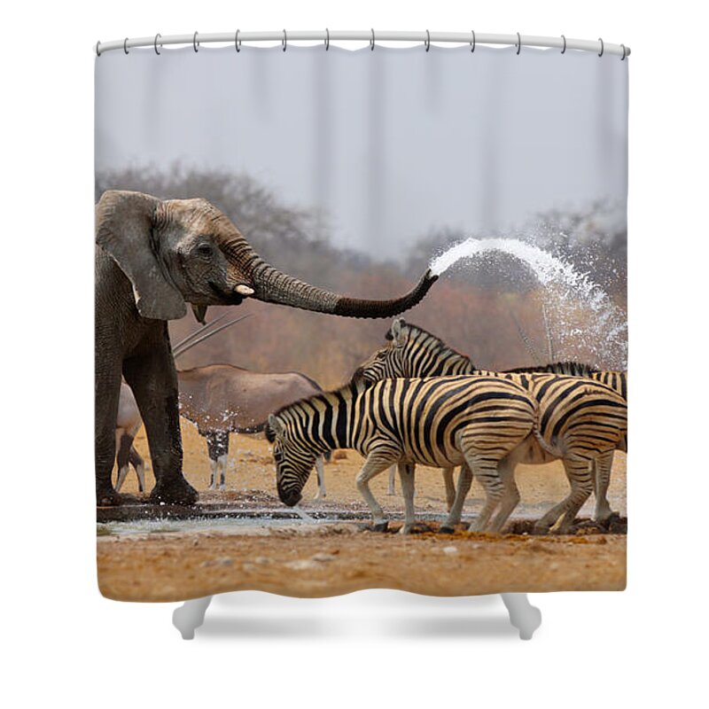 Funny Shower Curtain featuring the photograph Animal humour by Johan Swanepoel