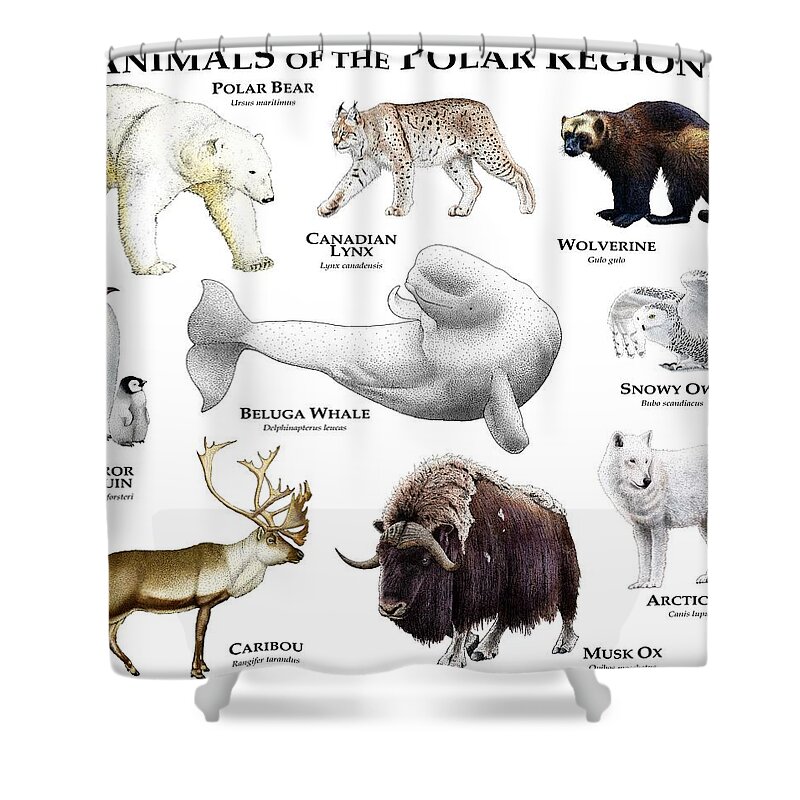 Animals Of The Polar Regions Shower Curtain by Roger Hall - Fine Art America