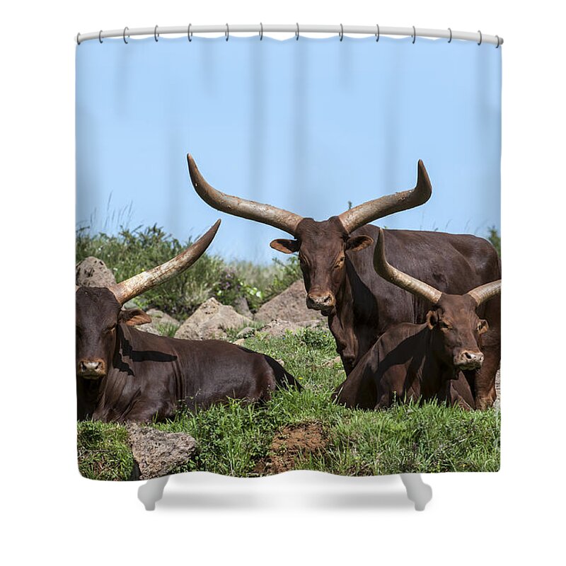 Watusi Shower Curtain featuring the photograph Ankole longhorn 5 by Arterra Picture Library