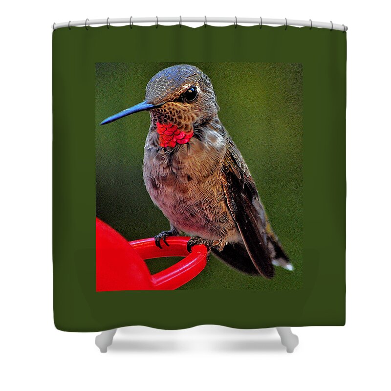 Hummingbird Shower Curtain featuring the photograph Anna's With Red Necklace by Jay Milo