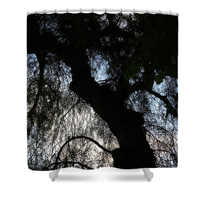 California Pepper Tree Shower Curtain featuring the photograph Anna's Mood by Linda Shafer