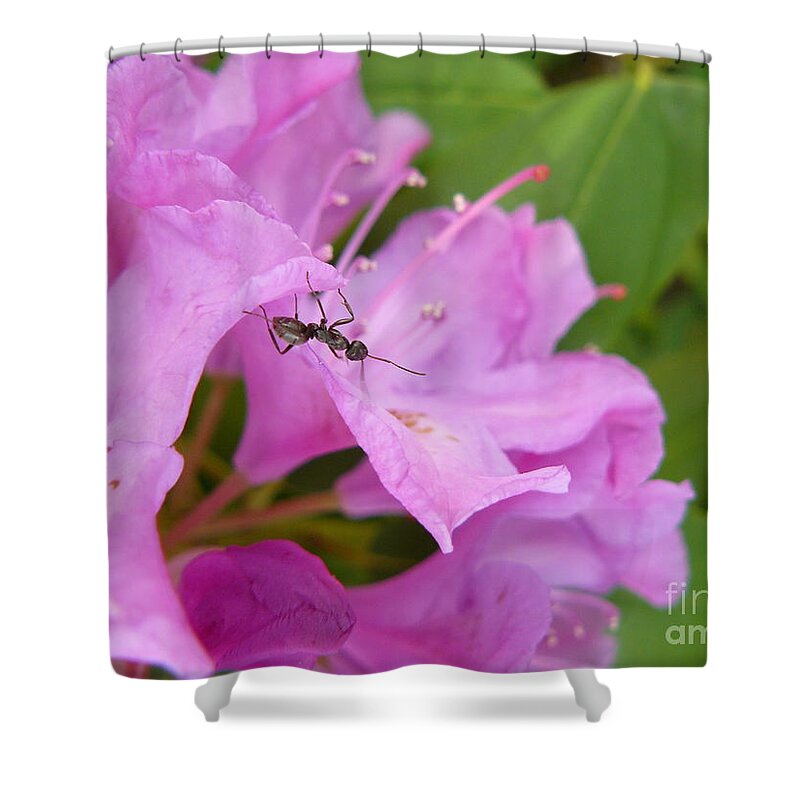 Jane Ford Shower Curtain featuring the photograph Ant on Flower by Jane Ford
