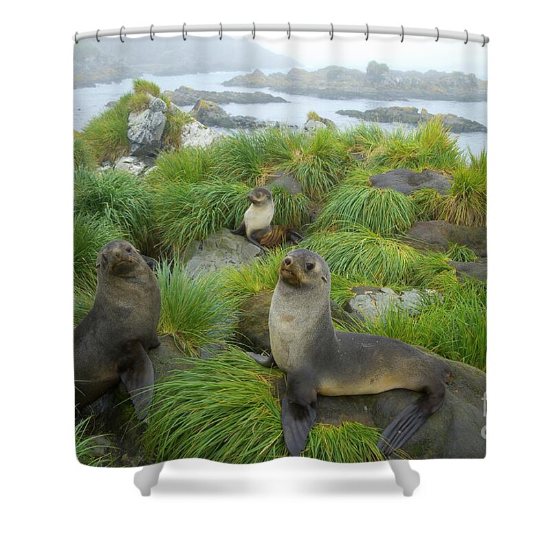 00345376 Shower Curtain featuring the photograph Three Antarctic Fur Seals by Yva Momatiuk John Eastcott