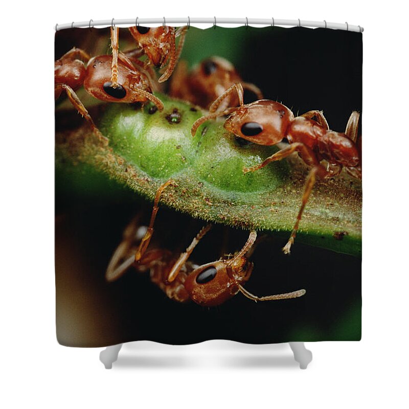 Feb0514 Shower Curtain featuring the photograph Ants Drink Nectar From Whistling Thorn by Mark Moffett