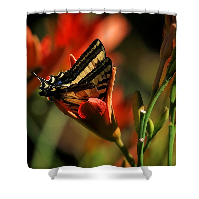 Swallowtail Shower Curtain featuring the photograph Anybody In Here ? by Donna Kennedy