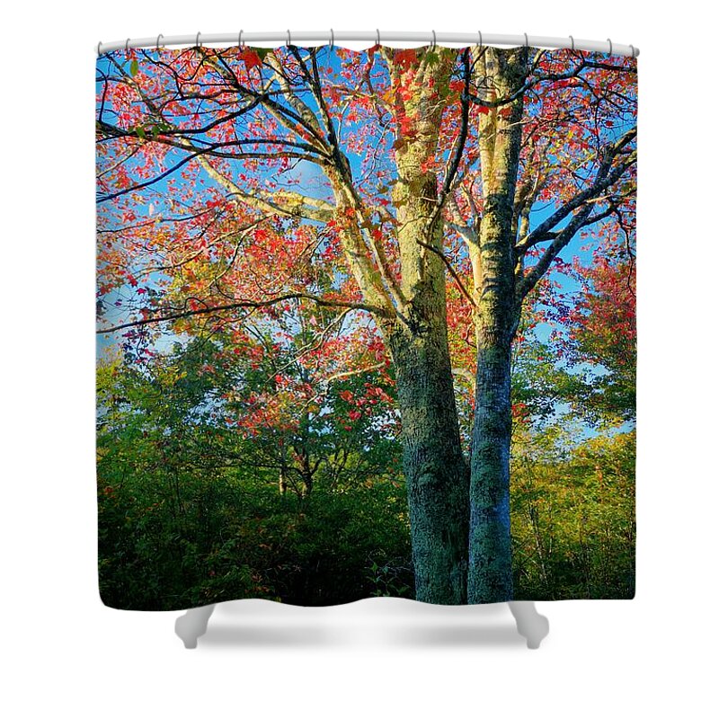 Carol R Montoya Shower Curtain featuring the photograph Appalachian Fall Trees by Carol Montoya