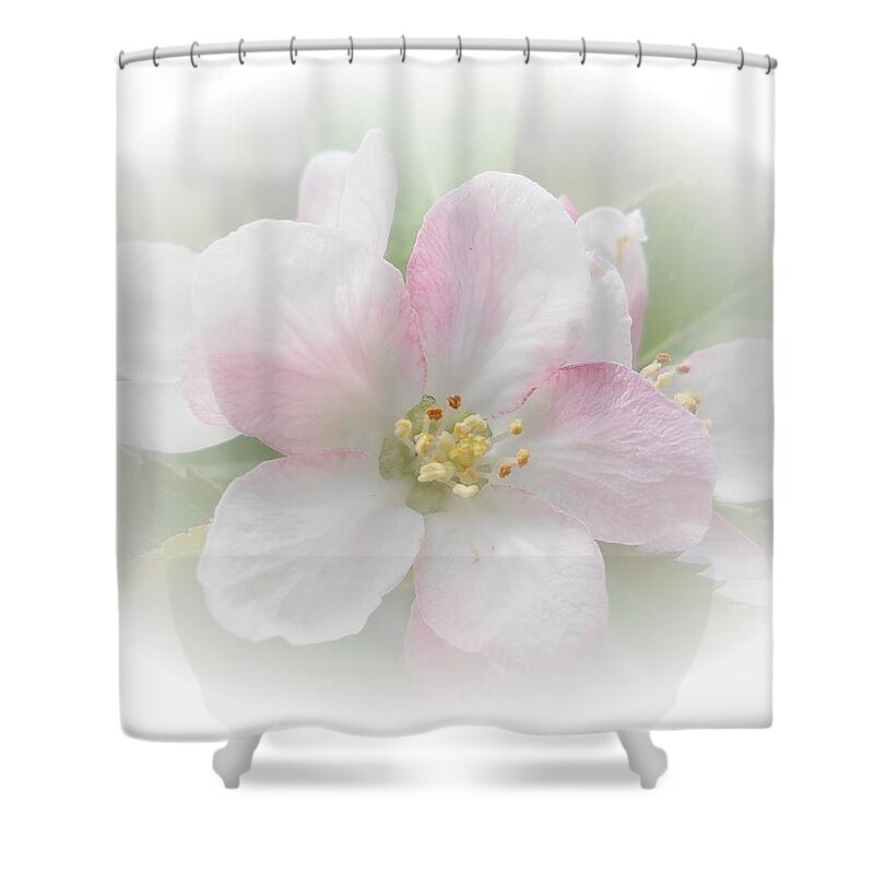 Flower Shower Curtain featuring the photograph Apple Blossom by Judy Hall-Folde