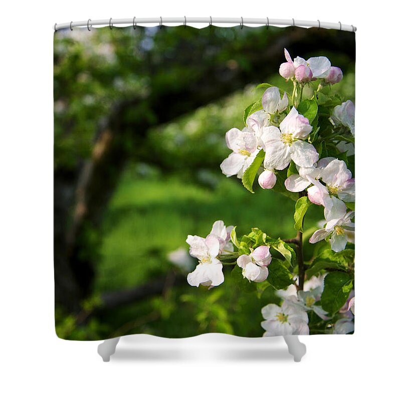 Apple Shower Curtain featuring the photograph Apple Blossoms in the Orchard by Mary Lee Dereske