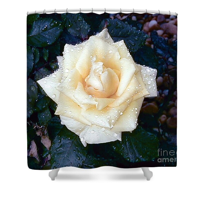 Rose Shower Curtain featuring the photograph April Morning by Alys Caviness-Gober