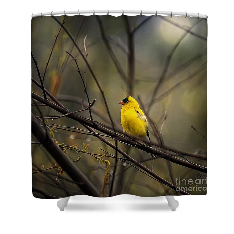Bird Shower Curtain featuring the photograph April Showers in Square Format by Lois Bryan