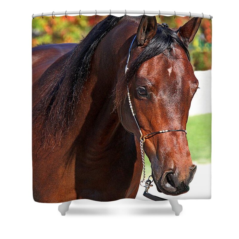Animal Shower Curtain featuring the photograph Arch Madness by Davandra Cribbie