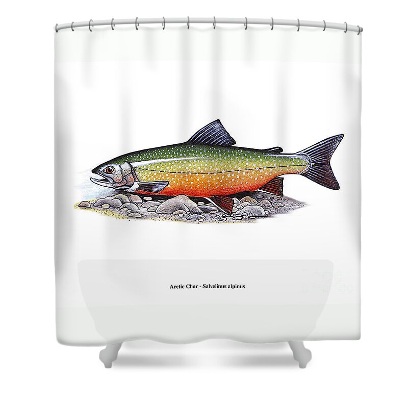 Fish Shower Curtain featuring the mixed media Arctic Char Male by Art MacKay