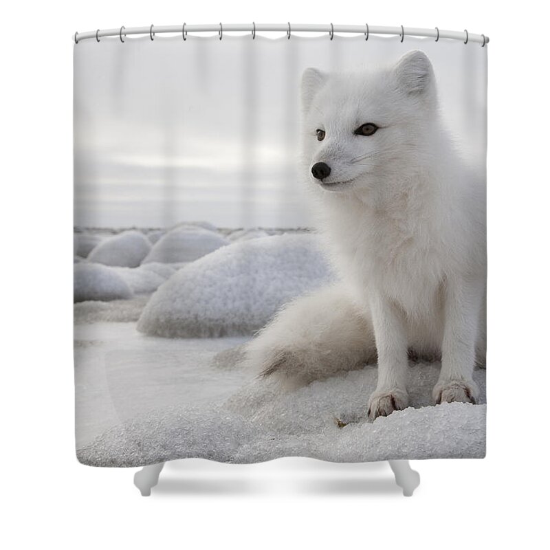 Feb0514 Shower Curtain featuring the photograph Arctic Fox On Frozen Tundra Churchill by Matthias Breiter