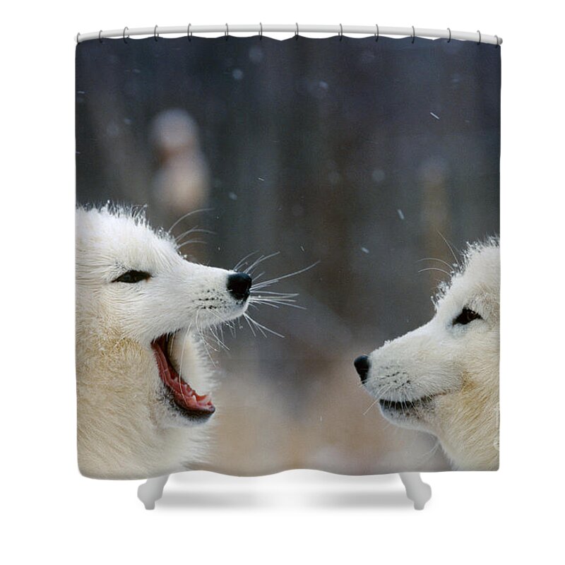 Animal Shower Curtain featuring the photograph Arctic Fox Pair Playing by Alan and Sandy Carey