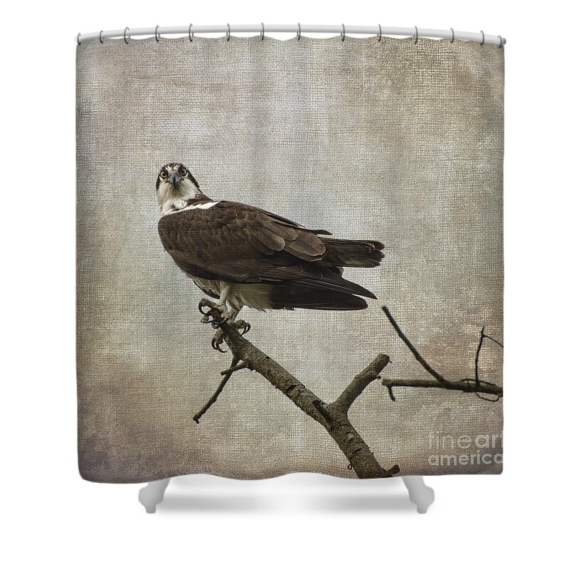 Hawk Shower Curtain featuring the photograph Are You Finished by Judy Wolinsky