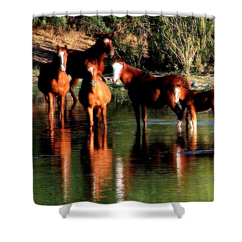 Wild Horses Shower Curtain featuring the photograph Arizona Wild Horses by Matalyn Gardner