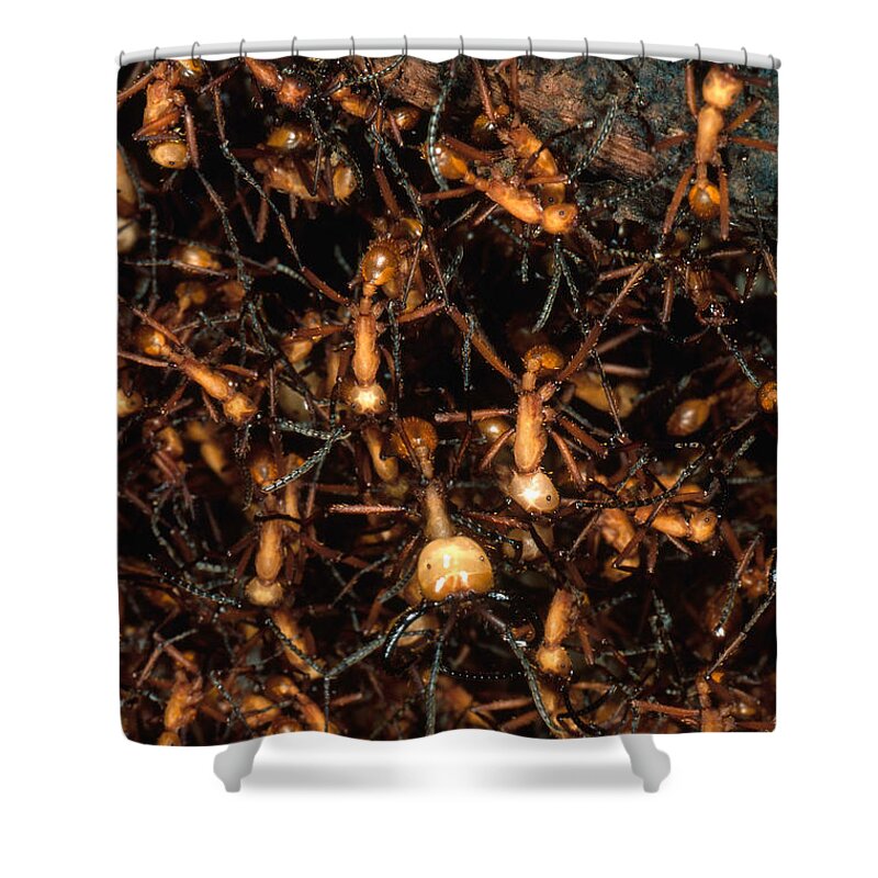 Army Ant Shower Curtain featuring the photograph Army Ant Bivouac Site by Gregory G. Dimijian, M.D.