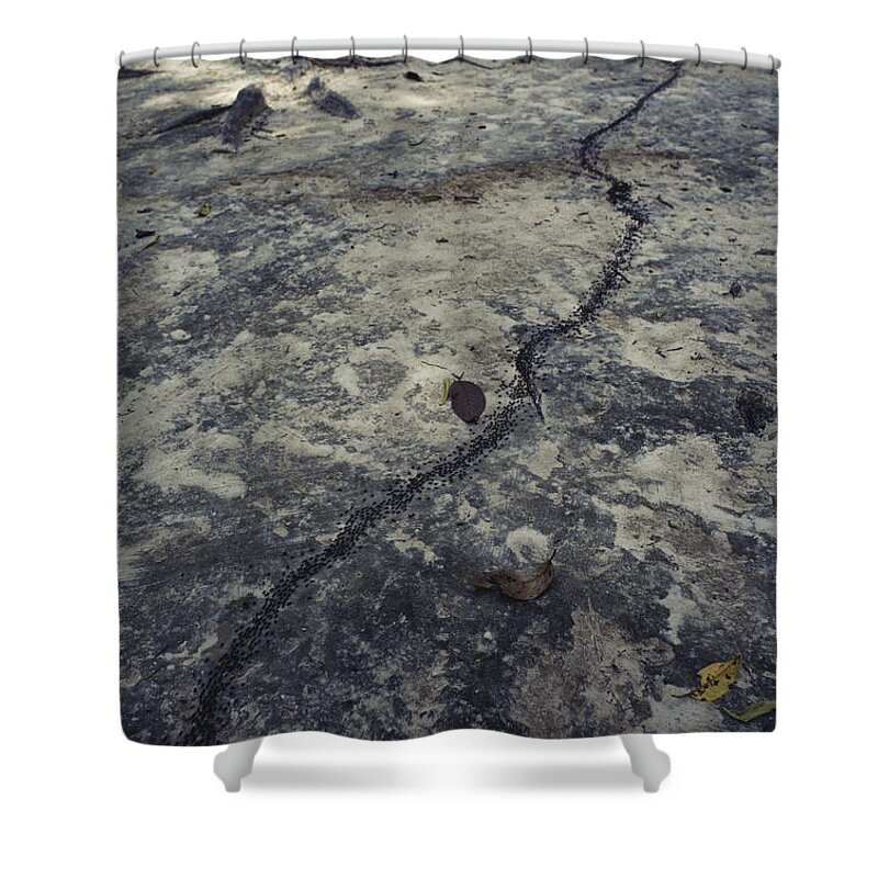Army Ants Shower Curtain featuring the photograph Army Ants by Tom McHugh