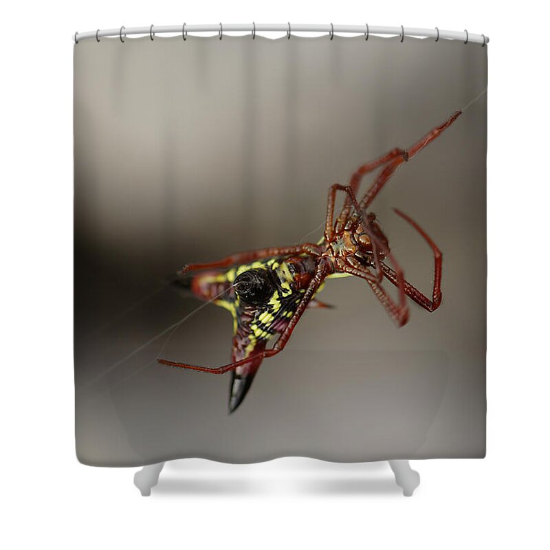 Arrow-shaped Micrathena Spider Starting A Web Shower Curtain featuring the photograph Arrow-Shaped Micrathena Spider Starting A Web by Daniel Reed