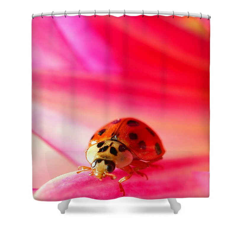 Red Shower Curtain featuring the photograph Asian Lady Beetle 2 by Amanda Mohler