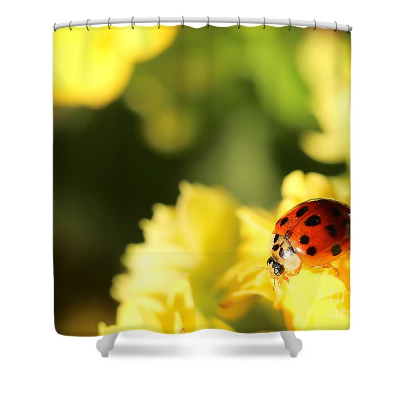 Red Shower Curtain featuring the photograph Asian Lady Beetle by Amanda Mohler