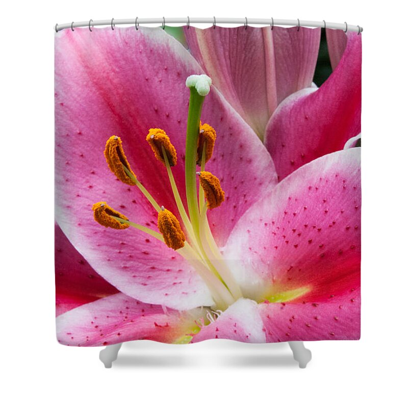 Asian Shower Curtain featuring the photograph Asian Lily by Michael Porchik